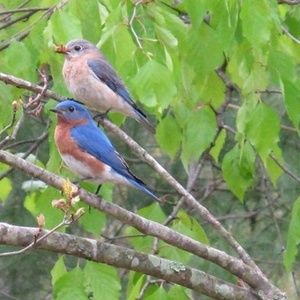 Meet your Posher, Steve